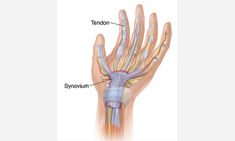 تصویری از آناتومی دست