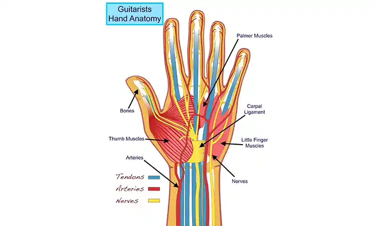 آناتومی تاندون ها و رگ های دست
