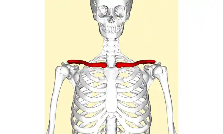 آناتومی استخوان ترقوه در بدن انسان