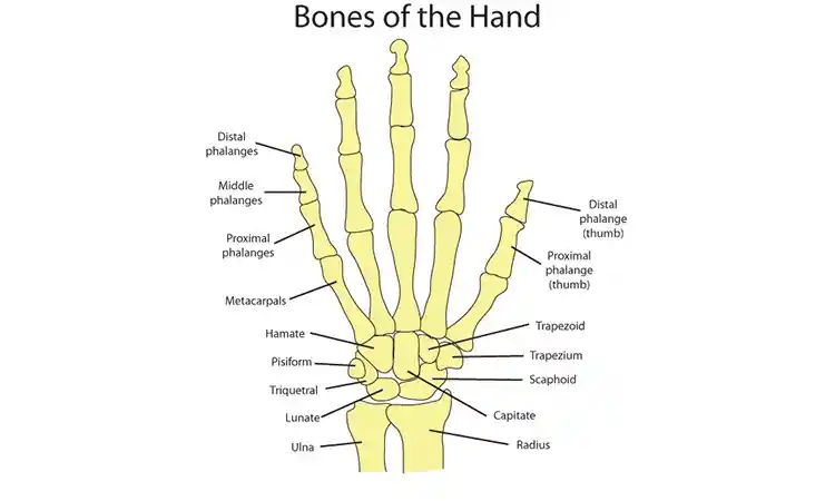 ساختار آناتومی استخوان های دست